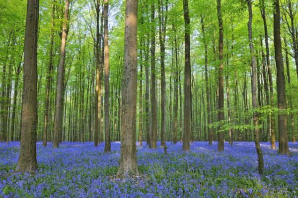 Как устроен «голубой лес»? Первоцветы украшают природный парк в Бельгии - «Политика»