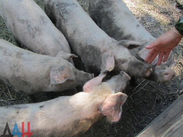Медики из РФ и ДНР обсудят проблемы диагностики африканской чумы свиней