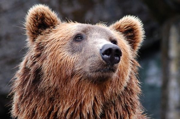 На Сахалине у медведей обнаружили опасную для человека болезнь - «Политика»