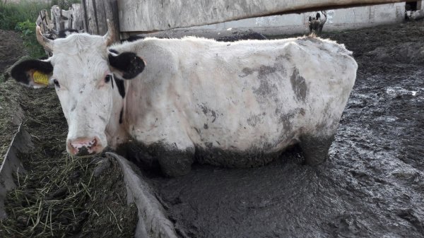 Откуда в Беларуси занавоженные коровы - «Происшествия»