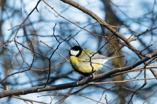 Российские ученые обнаружили у певчих птиц дополнительную хромосому - «Политика»
