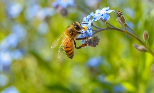 Самцы и самки диких пчел предпочитают разные виды цветов - «Экономика»