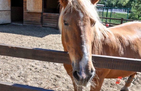В Екатеринбурге сотрудники конного клуба выставили ребенка на улицу, которого лошадь ударила в лицо