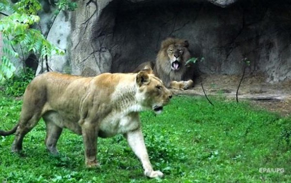 В Германии на сотрудника сафари-парка напали львы