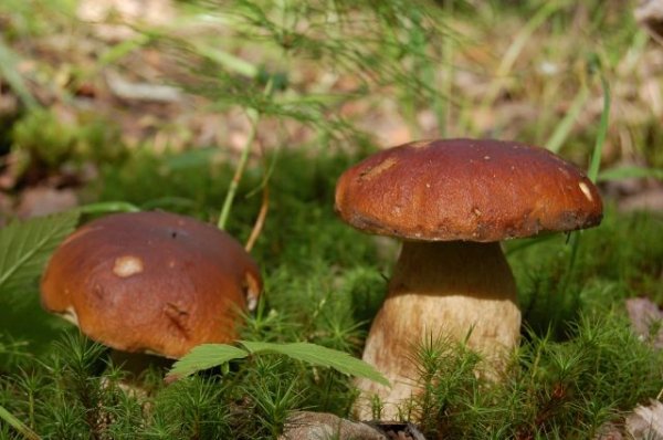 В Канаде найдены самые древние ископаемые грибы - «Политика»