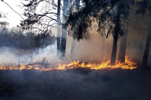 В Кузбассе пожар уничтожил 100 гектаров леса - «Политика»