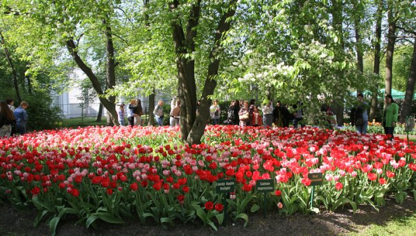В Петербурге начинается фестиваль тюльпанов - «Новости дня»