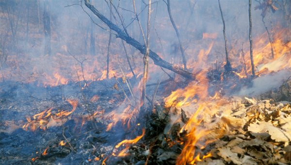 В Приамурье пожарные и спасатели 90 раз за сутки выезжали на тушение возгораний - «Новости дня»