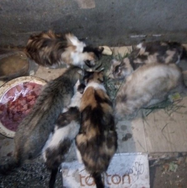 В Прикамье сельчанка заморила голодом 50 кошек