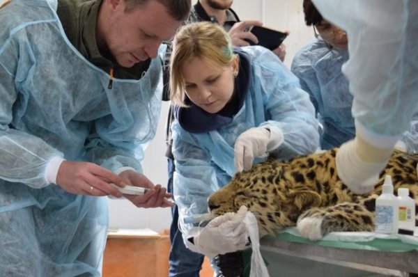 В Приморье выздоравливающего леопарда выпустили в вольер - «Политика»