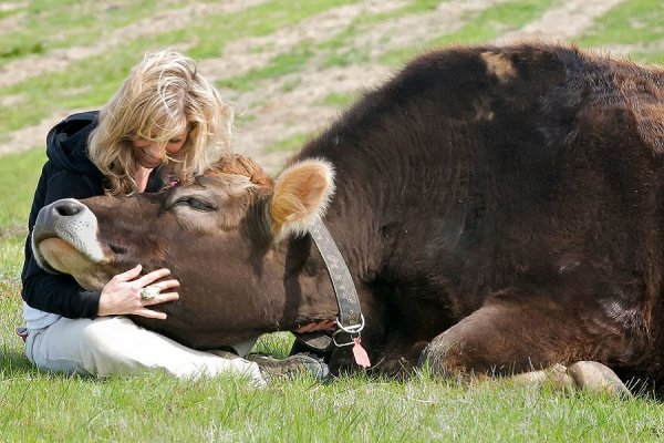 Власти Австрии просят жителей перестать целовать коров - «Спорт»