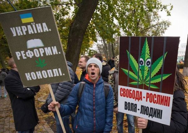 В Раде Украины приняли законопроект о легализации марихуаны - «Новости Дня»