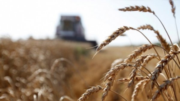 В США ожидают второго по величине в истории российского урожая - «Новости Дня»
