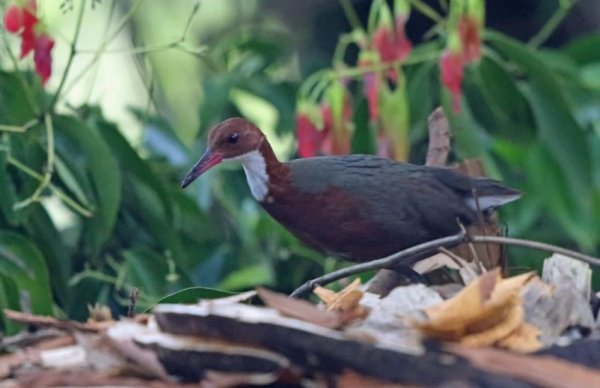 Вымерший вид птиц «воскрес» на Сейшелах - «Технологии»