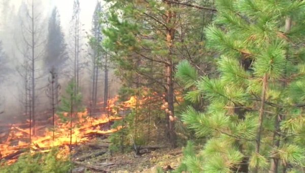 За сутки в России потушено свыше 100 лесных пожаров - «Новости дня»
