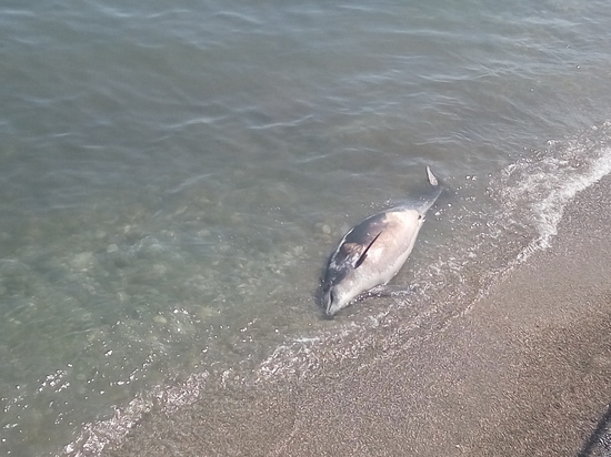 На пляже Алушты найден мёртвый дельфин (фото)
