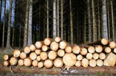 О надзоре за соблюдением законодательства об охране лесов от пожаров