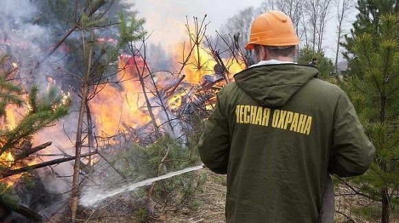 Оперативный штаб Рослесхоза поручил региональным лесным ведомствам стабилизировать пожар - «Культура»