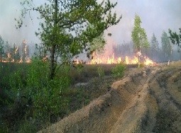 Почему наш лес горит, а в Белоруссии — нет? - «Авто новости»