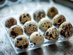 Россиянин купил перепелиные яйца и вырастил цыплят. Орнитологи с трудом в это поверили - «Новости дня»