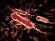 Смерть антибиотиков: мы лишаемся эффективных лекарств для борьбы с армией супербактерий (Newsweek, США) - «Наука»