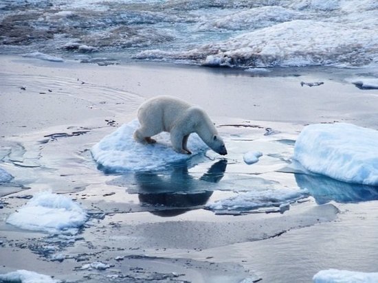 Учёные предсказывают скорое изменение арктической фауны и исчезновение видов
