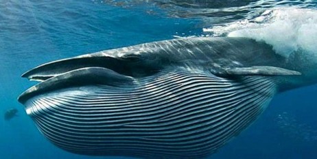 В Италии нашли самый большой скелет синего кита за все время исследований - «Экономика»