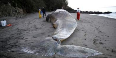 В Калифорнии погибло аномальное количество китов - «Политика»