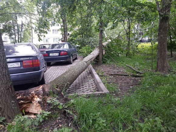 В Москве упавшие от ветра деревья придавили несколько человек - «Культура»