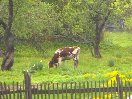В Сафоновском районе участковый помог вызволить корову из боота