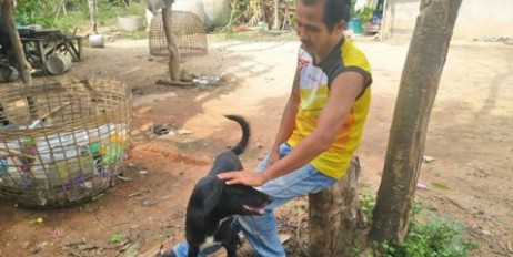 В Таиланде собака спасла заживо похороненного ребенка - «Автоновости»