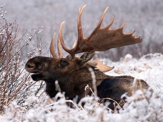 В Тверской области компанию браконьеров наказали за отстрел лося