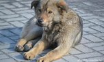 В Уссурийске за последний месяц отловлено 74 собаки - «Новости Уссурийска»