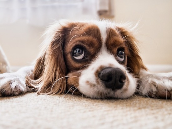 Биологи выяснили, как у собак появились "щенячьи глаза"