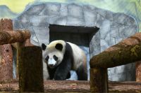 Чем именно занимаются «обниматели панд» и сколько они зарабатывают? | Природа | Общество - «Политика»