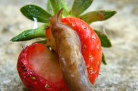 Как защитить клубнику (садовую землянику) от слизней? | Огород | Дача - «Политика»
