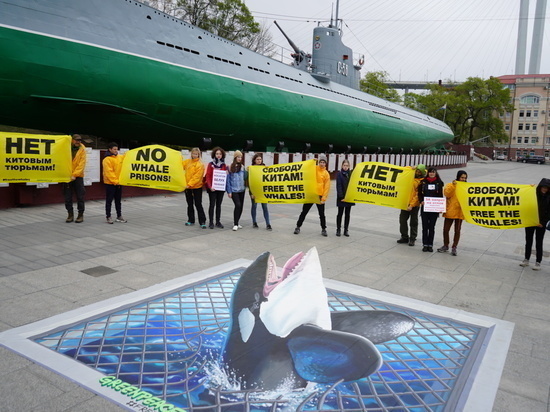 Лагутенко: история с "китовой тюрьмой" в Приморье может не закончится