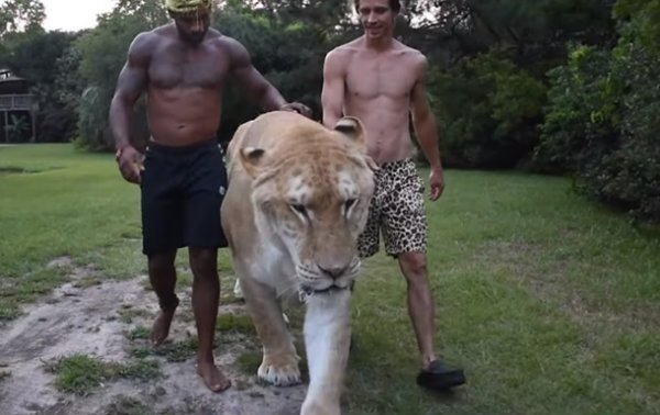 Американец выгулял гигантского гибрида льва и тигра - (видео)