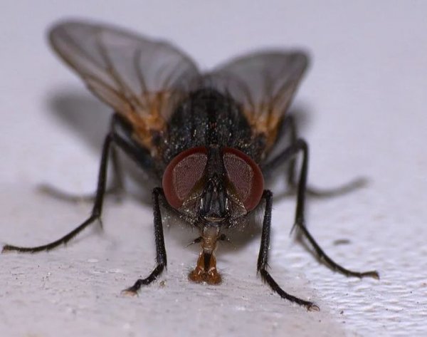 Больничных мух признали переносчиками опасных бактерий - «Новости дня»