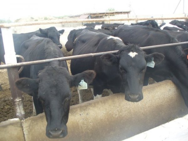 Что мешает развитию животноводства в Казахстане? - «Спорт»