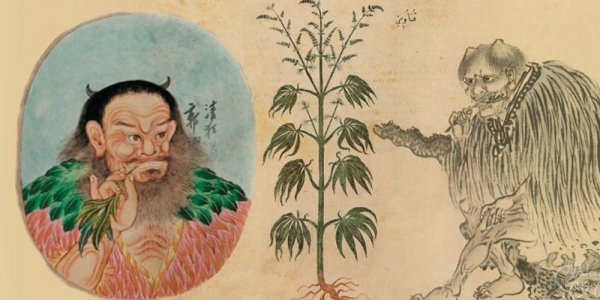 Древние китайцы использовали коноплю в погребальных ритуалах - «Авто новости»