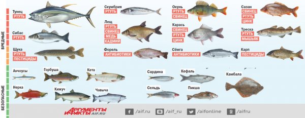 Какая рыба полезна, а какая вредна? Инфографика | Продукты и напитки | Кухня - «Политика»