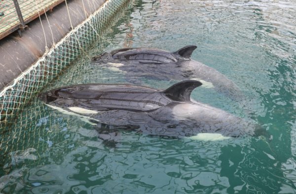 Косаток и белух из «китовой тюрьмы» выпустили в открытое море