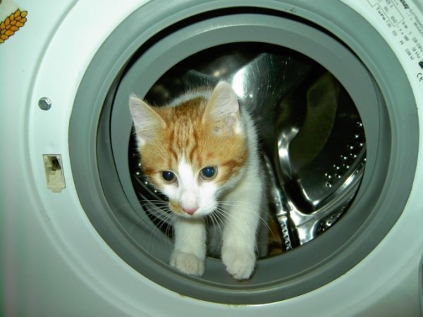 Кот Феликс провел час в работающей стиральной машине и выжил