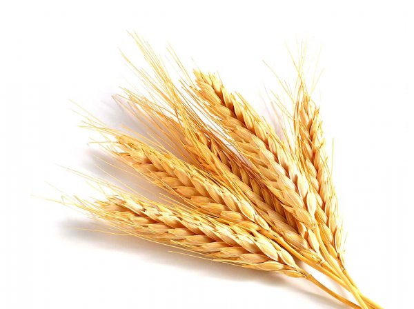 Котировки пшеницы в США сильно штормит - «Культура»