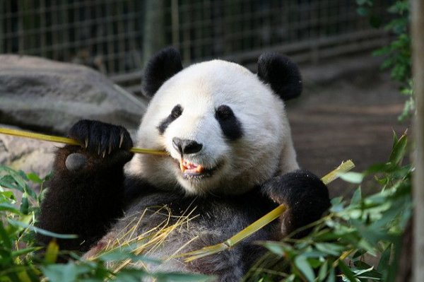 Московский зоопарк не будет вводить должность «обнимателя панд» - «Происшествия»