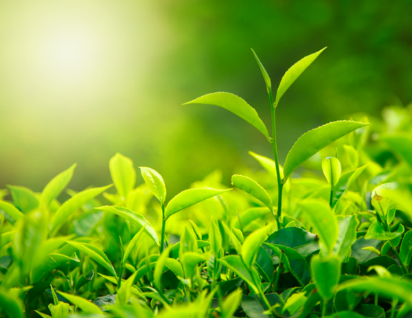 На Кубани произвели 2,5 тысячи тонн чая нового урожая - «Здоровье»