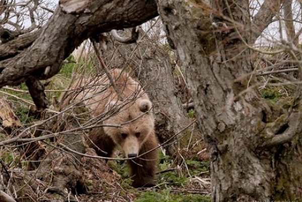 На севере Камчатки обнаружили тело мужчины со следами нападения медведя - «Политика»