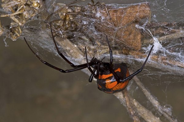 Откуда в Подмосковье появились пауки-каракурты и чем они опасны? | Природа | Общество - «Происшествия»