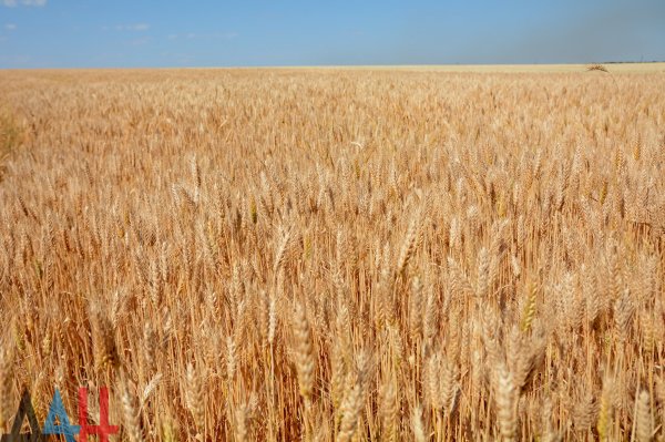 Площадь посевов зерновых культур в 2019 году в ДНР составила 180 000 гектаров — Жиренкин
